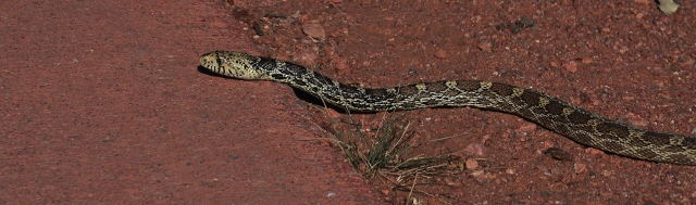 bullsnake